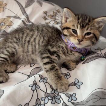 Pepper C69805 -  Domestic Short Hair Cat for Adoption in Minnetonka, Minnesota - Pepper C69805 | PetCurious