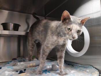 Domestic Short Hair Cats Available for Adoption in Liberty, Missouri - Dolly Parton | PetCurious