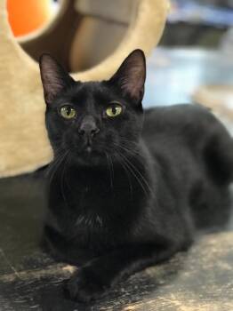 Rescue Domestic Short Hair Cats for Adoption in Effingham, Illinois - Scooby Doo | PetCurious