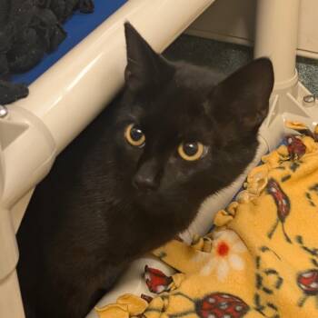 Domestic Short Hair Cats Available for Adoption - Bello | PetCurious