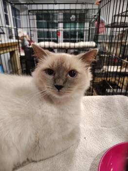 Arianna/Delilah -  Domestic Short Hair Cat for Adoption in North Richland Hills, Texas - Arianna/Delilah | PetCurious