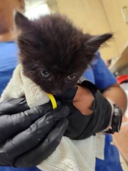 A882608 -  Domestic Medium Hair Cat for Adoption in Camarillo, California - A882608 | PetCurious