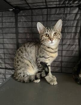 Rescue Domestic Short Hair Cats for Adoption in Camp Hill, Pennsylvania - Daisy | PetCurious