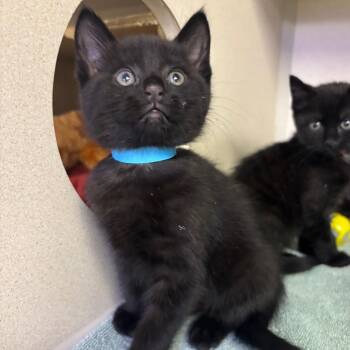 Yamato -  Domestic Short Hair Cat for Adoption in New York, New York - Yamato | PetCurious