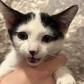 Coraline -  Domestic Short Hair Cat for Adoption in Weehawken Township, New Jersey - Coraline | PetCurious
