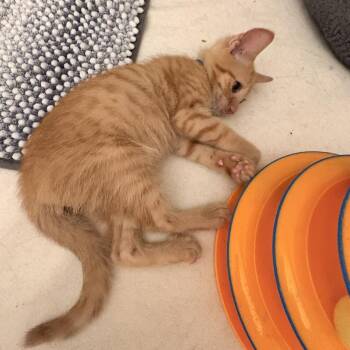Chester -  Domestic Short Hair Cat for Adoption in Waldorf, Maryland - Chester | PetCurious