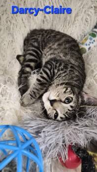 Darcy-Claire -  Domestic Short Hair Cat for Adoption in Conway, South Carolina - Darcy-Claire | PetCurious