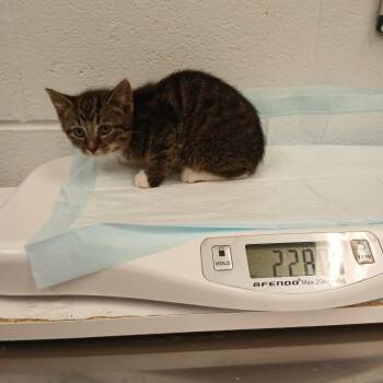 Lima Bean -  Domestic Short Hair Cat Available for Adoption in Chattanooga, Tennessee - Lima Bean | PetCurious