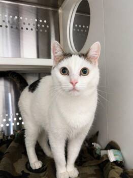 Domestic Short Hair Cats Available for Adoption in Fort Lupton, Colorado - Sherly | PetCurious