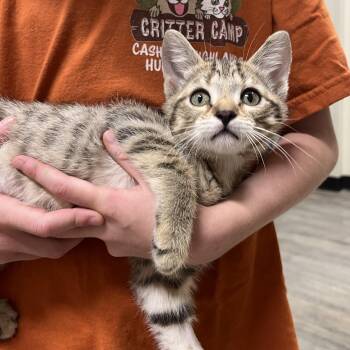 Rescue Domestic Short Hair Cats for Adoption in Cashiers, North Carolina - Woody | PetCurious
