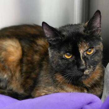 Domestic Short Hair Cats Available for Adoption - Briar C450 | PetCurious