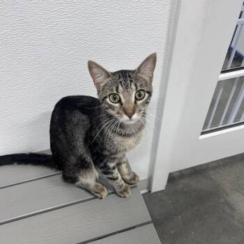 Fitz -  Domestic Short Hair Cat for Adoption in Clearwater, Florida - Fitz | PetCurious