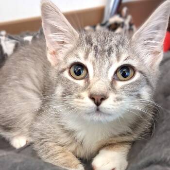 Candy -  Domestic Short Hair Cat for Adoption in Belmont, New York - Candy | PetCurious