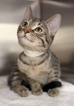 Apple -  Domestic Short Hair and Tabby Cat for Adoption in Lawrenceville, Georgia - Apple | PetCurious
