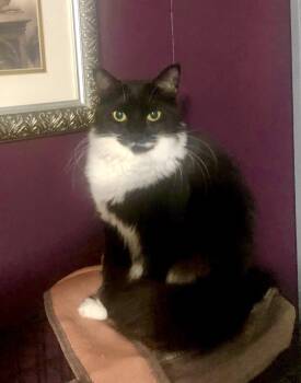 Rescue Domestic Long Hair Cats for Adoption in Port Orange, Florida - Victoria (LONG FUR) | PetCurious