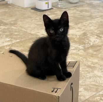 Bombay Cats Available for Adoption in Coral Gables, Florida - River | PetCurious