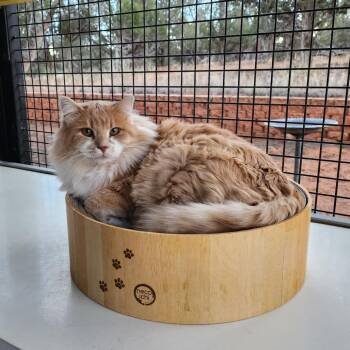 Domestic Long Hair Cats Available for Adoption - Sinatra | PetCurious