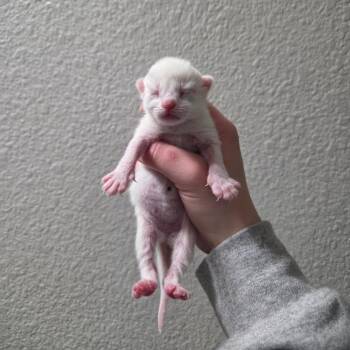 Domestic Short Hair Cats Available for Adoption in West Olive, Michigan - Axe | PetCurious