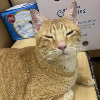 waffles -  Domestic Short Hair Cat for Adoption in Oceanside, New York - Waffles | PetCurious