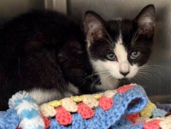 Domestic Short Hair Cats Available for Adoption in Baraboo, Wisconsin - Luck | PetCurious