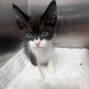 Domestic Short Hair Cats Available for Adoption in Jupiter, Florida - Batman | PetCurious