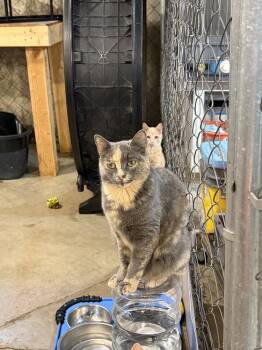 Creme Brulee -  Domestic Short Hair Cat for Adoption in Bolton, Connecticut - Creme Brulee | PetCurious