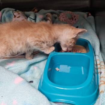 Kaydie (Courtney) -  Domestic Short Hair Cat for Adoption in Evensville, Tennessee - Kaydie (Courtney) | PetCurious