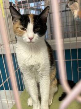 Imogen -  Domestic Short Hair Cat for Adoption in Plano, Texas - Imogen | PetCurious