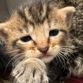 Niko -  Domestic Short Hair Cat for Adoption in Cedar Rapids, Iowa - Niko | PetCurious