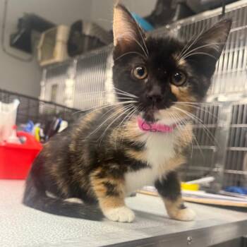 Bashful -  Domestic Short Hair Cat for Adoption in Spokane, Washington - Bashful | PetCurious