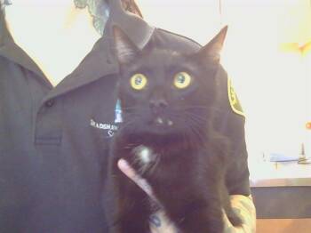 Domestic Short Hair Cats Available for Adoption in Sacramento, California - BINX | PetCurious