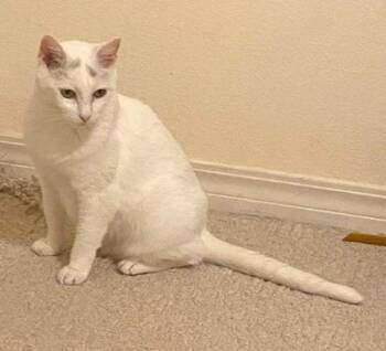 Rescue Domestic Short Hair Cats for Adoption in Bentonville, Arkansas - Buffy | PetCurious