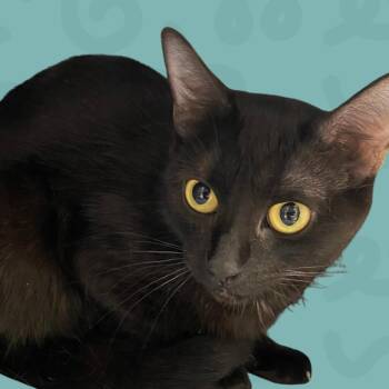 Midnight -  Domestic Short Hair Cat for Adoption in Reno, Nevada - Midnight | PetCurious