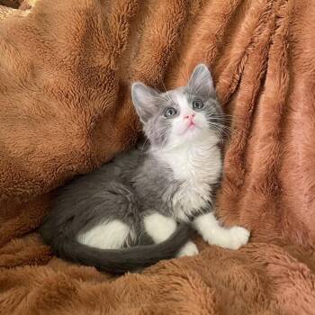 Ariela -  Domestic Medium Hair Cat for Adoption in Tucson, Arizona - Ariela | PetCurious