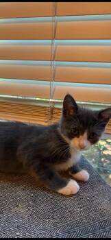 Prissy -  Domestic Short Hair Cat for Adoption in Bossier City, Louisiana - Prissy | PetCurious