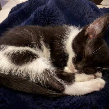 Wanda -  Domestic Medium Hair Cat for Adoption in Ferndale, Michigan - Wanda | PetCurious