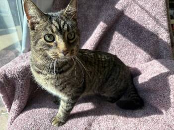Voodoo -  Domestic Short Hair Cat for Adoption in Warren, Pennsylvania - Voodoo | PetCurious