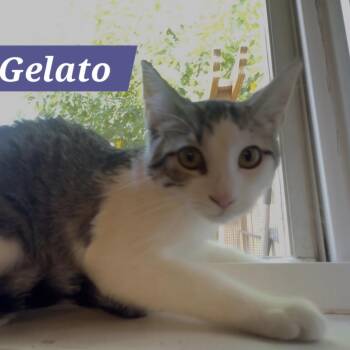 Gelato -  Domestic Short Hair Cat for Adoption in Bentonville, Arkansas - Gelato | PetCurious