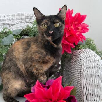 Mary Shelley 56439 -  Domestic Short Hair Cat for Adoption in Eaton Rapids, Michigan - Mary Shelley 56439 | PetCurious