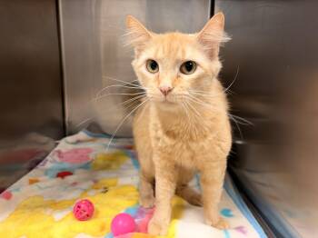 Domestic Medium Hair Cats Available for Adoption in Saint Charles, Missouri - Lobelia | PetCurious