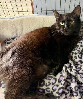 Terry -  Domestic Short Hair Cat Available for Adoption in Columbus, Ohio - Terry | PetCurious
