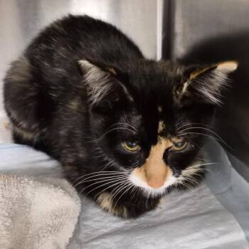 Tiny baby -  Domestic Short Hair Cat for Adoption in Bentonville, Arkansas - Tiny Baby | PetCurious