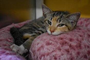 Nonny -  Domestic Short Hair Cat for Adoption in Kansas City, Missouri - Nonny | PetCurious