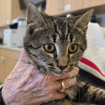 Rescue Domestic Short Hair Cats for Adoption in Madisonville, Tennessee - Sunshine | PetCurious