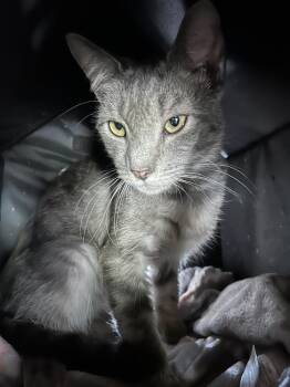 Birdie -  Domestic Short Hair Cat for Adoption in Franklin, West Virginia - Birdie | PetCurious