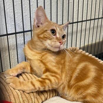 Circus Peanut -  Domestic Short Hair Cat for Adoption in San Antonio, Texas - Circus Peanut | PetCurious
