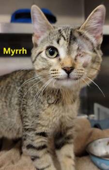 Domestic Short Hair Cats Available for Adoption in Fort Worth, Texas - Myrrh | PetCurious