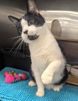 HEXAGON - SUPER CUTE & FRIENDLY TALKATIVE TUX -  Tuxedo and Domestic Short Hair Cat for Adoption in Plano, Texas - HEXAGON - SUPER CUTE & FRIENDLY TALKATIVE TUX | PetCurious