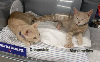 Marshmellow & Creamsicle (West Chester PS) -  Tabby Cat for Adoption in Greenville, Delaware - Marshmellow & Creamsicle (West Chester PS) | PetCurious
