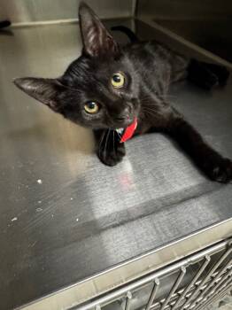 Rescue Domestic Short Hair Cats for Adoption in Hot Springs, Arkansas - Smidge | PetCurious